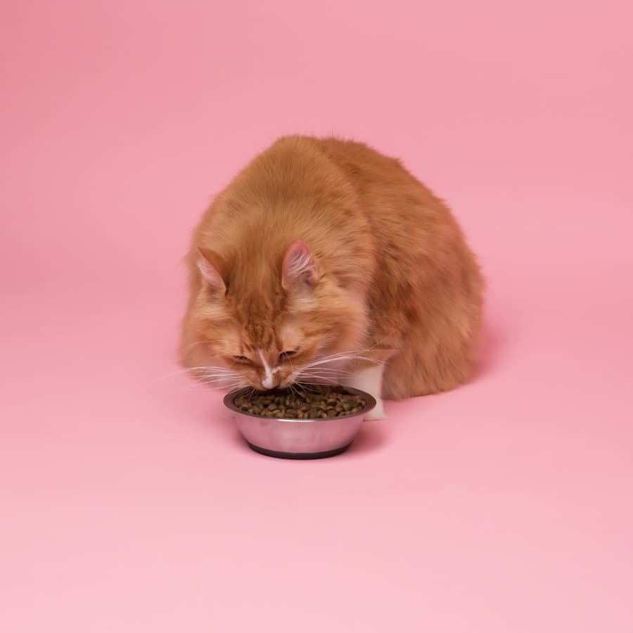 Airtight Pet Food Container
